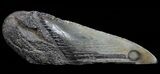Fossil Megalodon Tooth Paper Weight #70539-1